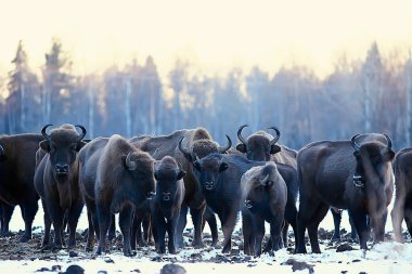 Bizonlar karlı ormandaki, doğal ortamlarında yaban öküzü