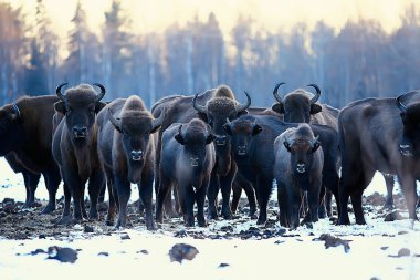 Bizonlar karlı ormandaki, doğal ortamlarında yaban öküzü
