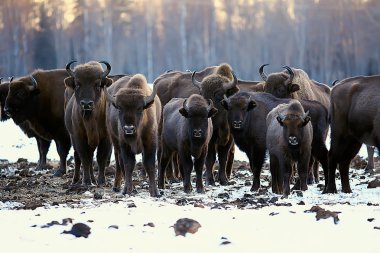 Bizonlar karlı ormandaki, doğal ortamlarında yaban öküzü