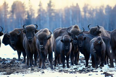 Bizonlar karlı ormandaki, doğal ortamlarında yaban öküzü