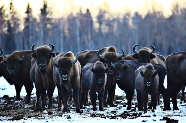 Bizonlar karlı ormandaki, doğal ortamlarında yaban öküzü