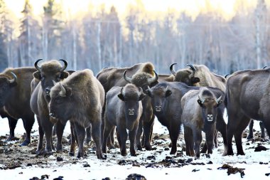 Bizonlar karlı ormandaki, doğal ortamlarında yaban öküzü