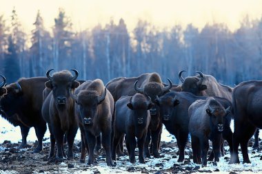 Bizonlar karlı ormandaki, doğal ortamlarında yaban öküzü