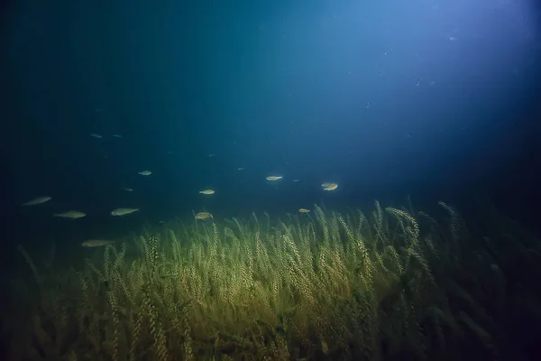 Nacht Unterwasserlandschaft Tauchen Süßwasser Grünalgen Klares Süßwasser Der Nacht See — Stockfoto