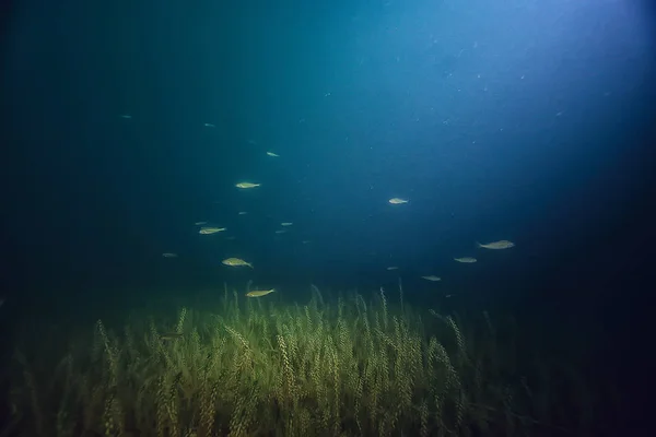 Nacht Onderwater Landschap Duiken Nachts Zoet Water Groene Algen Helder — Stockfoto