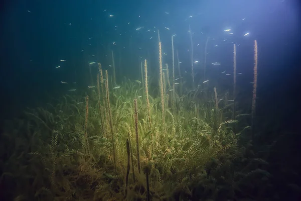 Нічний Підводний Пейзаж Дайвінг Вночі Прісній Воді Зелені Водорості Чиста — стокове фото