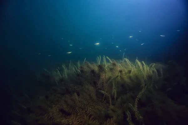 Noche Paisaje Submarino Buceo Por Noche Agua Dulce Algas Verdes — Foto de Stock