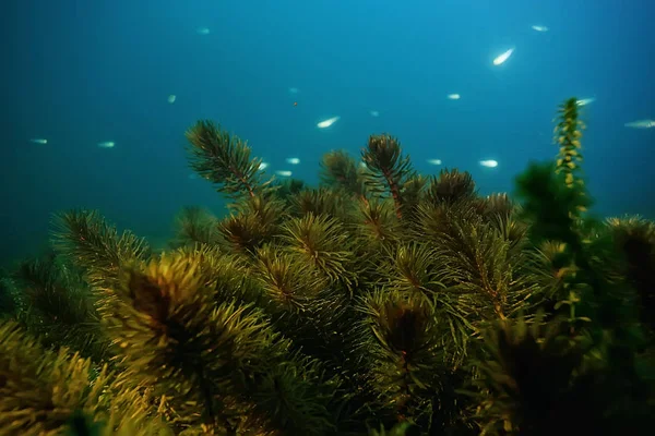 Noite Paisagem Subaquática Mergulho Noite Água Doce Algas Verdes Água — Fotografia de Stock