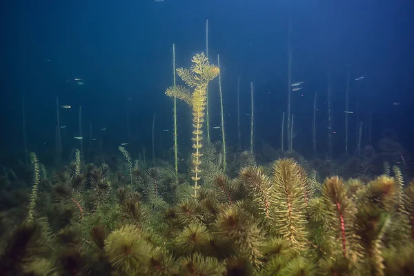 Noche Paisaje Submarino Buceo Por Noche Agua Dulce Algas Verdes — Foto de Stock