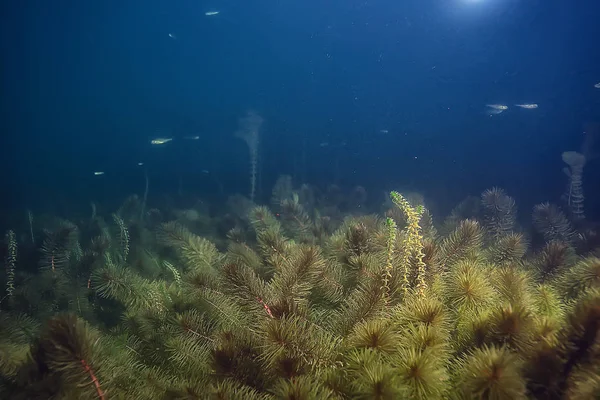 Nacht Unterwasserlandschaft Tauchen Süßwasser Grünalgen Klares Süßwasser Der Nacht See — Stockfoto