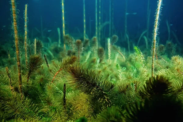 Night Underwater Landscape Diving Night Fresh Water Green Algae Clear — Stock Photo, Image