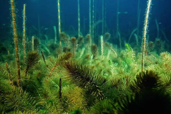 Noche Paisaje Submarino Buceo Por Noche Agua Dulce Algas Verdes — Foto de Stock