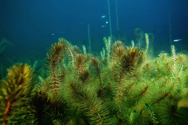 Noche Paisaje Submarino Buceo Por Noche Agua Dulce Algas Verdes —  Fotos de Stock