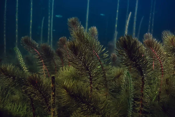 Noche Paisaje Submarino Buceo Por Noche Agua Dulce Algas Verdes —  Fotos de Stock