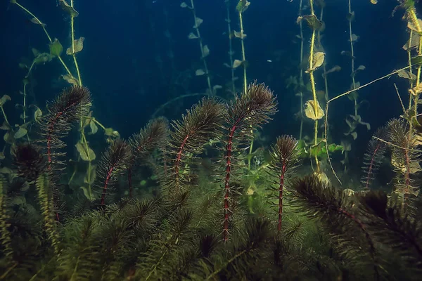 Natt Undervattens Landskap Dykning Natten Sötvatten Gröna Alger Klart Friskt — Stockfoto
