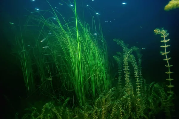 Noche Paisaje Submarino Buceo Por Noche Agua Dulce Algas Verdes —  Fotos de Stock