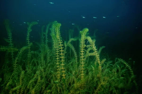 Noche Paisaje Submarino Buceo Por Noche Agua Dulce Algas Verdes —  Fotos de Stock