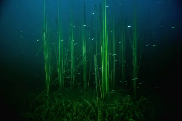 Nattlige Undervannslandskap Dykking Natten Ferskvann Grønne Alger Klart Ferskvann Natten – stockfoto