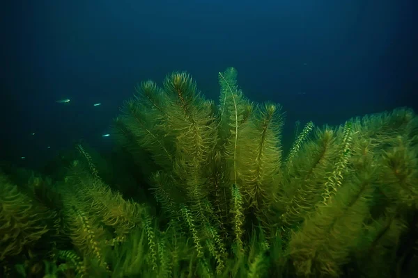 Night Underwater Landscape Diving Night Fresh Water Green Algae Clear — Stock Photo, Image