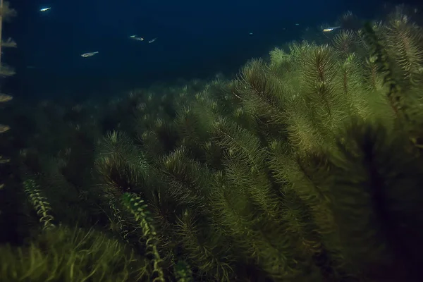 Noite Paisagem Subaquática Mergulho Noite Água Doce Algas Verdes Água — Fotografia de Stock