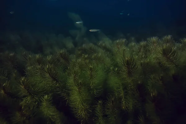 Gece Sualtı Manzara Gece Tatlı Suda Dalış Yeşil Yosun Gölde — Stok fotoğraf