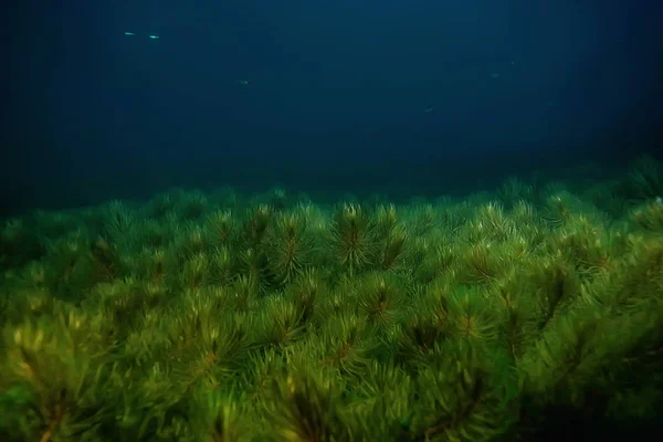 Noche Paisaje Submarino Buceo Por Noche Agua Dulce Algas Verdes — Foto de Stock