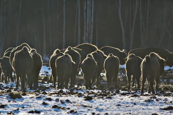 Bisões Floresta Nevada Auroques Habitat Natural — Fotografia de Stock