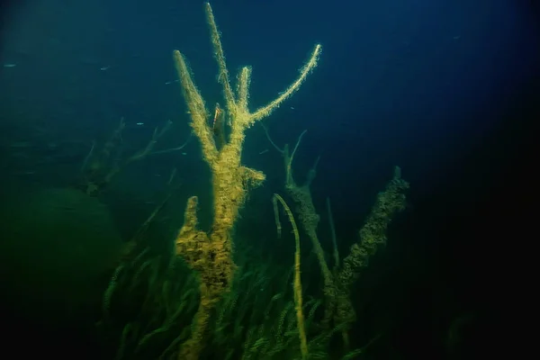 night underwater landscape / diving at night in fresh water, green algae, clear fresh water at night in the lake