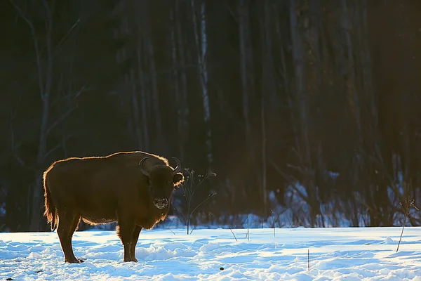 Bison Dans Forêt Enneigée Auroche Dans Habitat Naturel — Photo