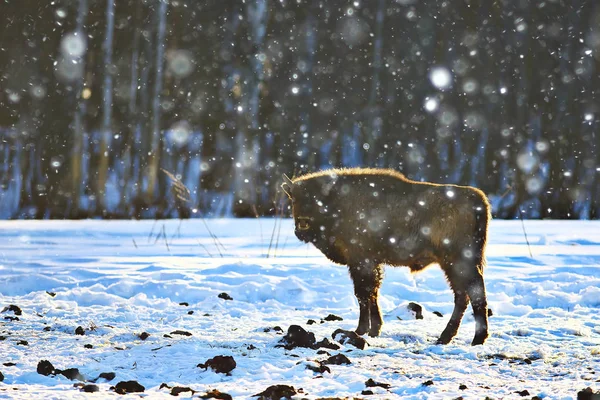 Bison Snöig Skog Auroch Naturliga Livsmiljö — Stockfoto