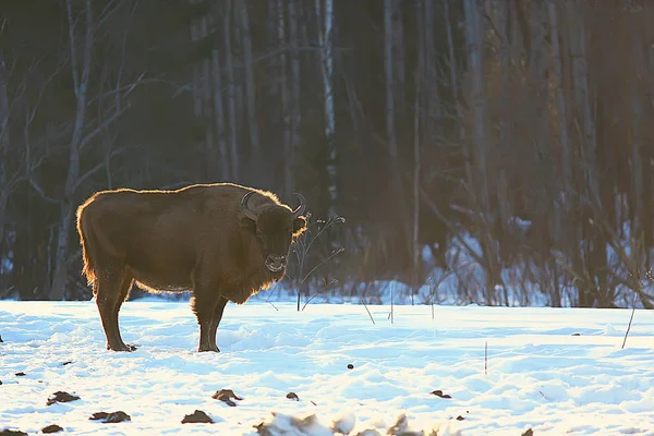 Bisonte Nella Foresta Innevata Auroch Habitat Naturale — Foto Stock