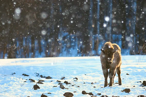 Bison Snöig Skog Auroch Naturliga Livsmiljö — Stockfoto