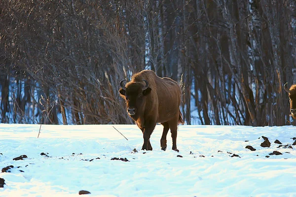 Bisonte Nella Foresta Innevata Auroch Habitat Naturale — Foto Stock