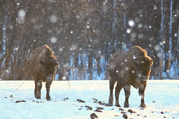 Bisons Snöig Skog Uroxe Naturliga Livsmiljö — Stockfoto