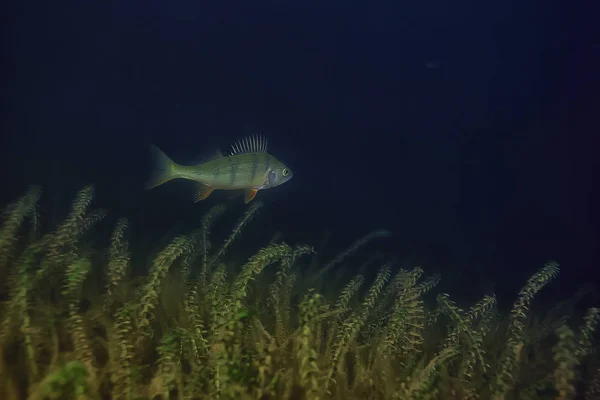 night underwater landscape / diving at night in fresh water, green algae, clear fresh water at night in the lake