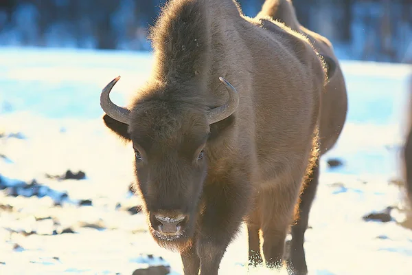 Bison Snowy Forest Auroch Natural Habitat — Stock Photo, Image