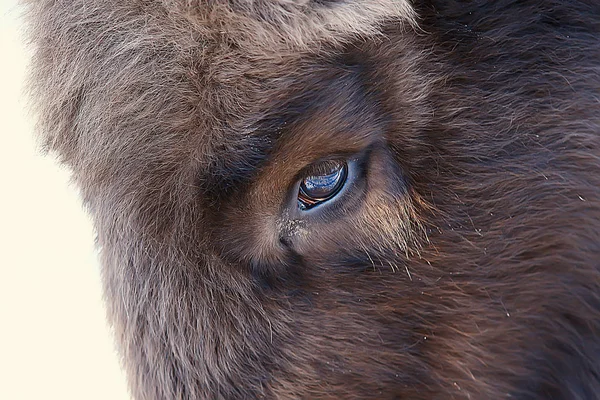 Bison Het Besneeuwde Bos Auroch Natuurlijke Habitats — Stockfoto
