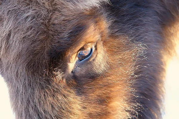 Bison Dans Forêt Enneigée Auroche Dans Habitat Naturel — Photo