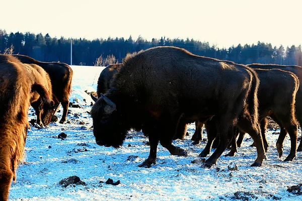 Bisontes Bosque Nevado Auroquis Hábitat Natural — Foto de Stock