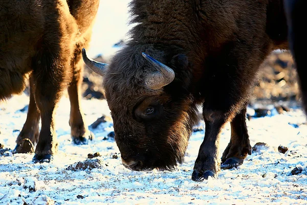 Bisons Snöig Skog Uroxe Naturliga Livsmiljö — Stockfoto