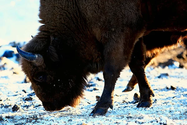 Bison Dans Forêt Enneigée Auroche Dans Habitat Naturel — Photo