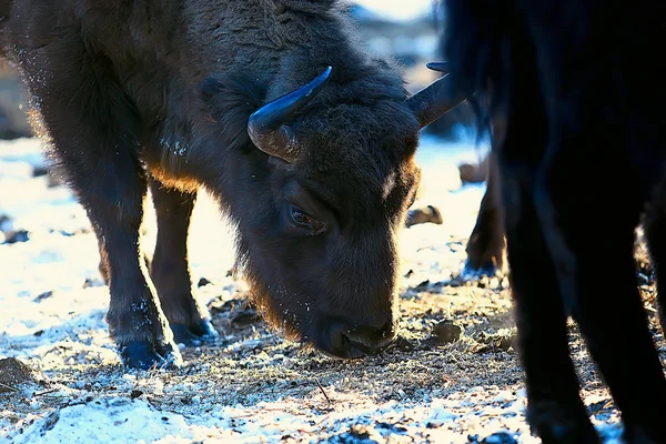 Bisons Dans Forêt Enneigée Aurochs Dans Habitat Naturel — Photo