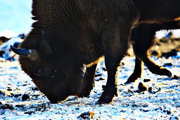 Bison Snowy Forest Auroch Natural Habitat — Stock Photo, Image