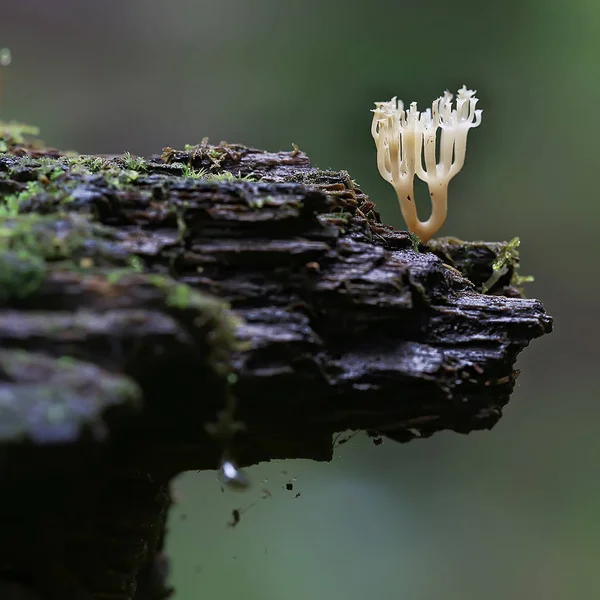 Macro View Natural Coral Mushroom — Stock Photo, Image