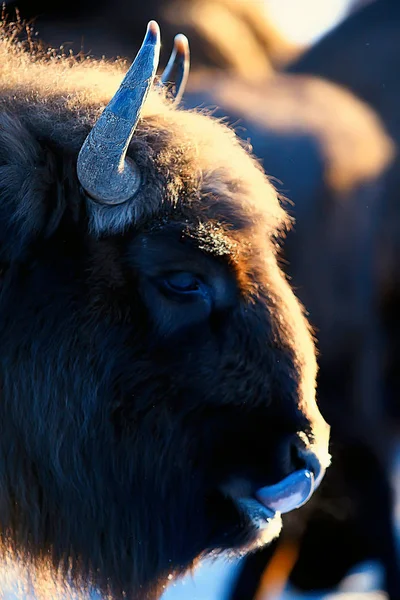 Bison Dans Forêt Enneigée Auroche Dans Habitat Naturel — Photo