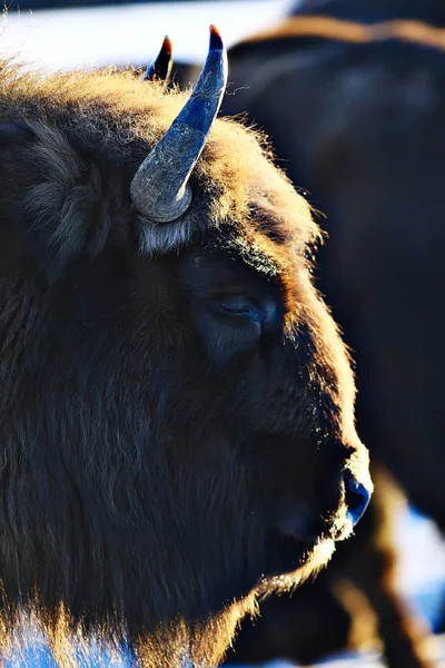 Bison Dans Forêt Enneigée Auroche Dans Habitat Naturel — Photo