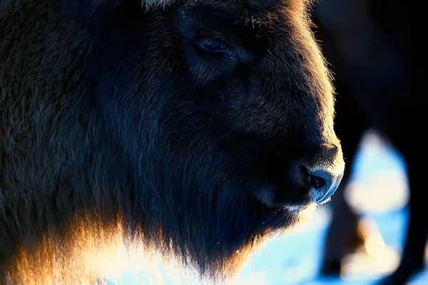 Bison Zasněženém Lese Auroch Přirozeném Prostředí — Stock fotografie