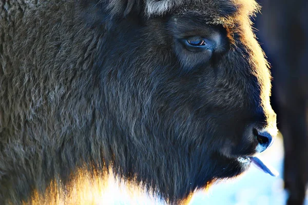 Bison Snowy Forest Auroch Natural Habitat — Stock Photo, Image