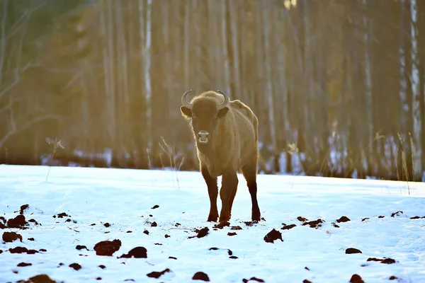 Bison Snowy Forest Auroch Natural Habitat — Stock Photo, Image