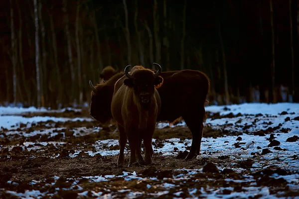 Bisons Snowy Forest Aurochs Natural Habitat — Stock Photo, Image
